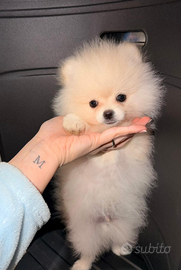 Spitz tedesco nano/ Spitz di Pomerania