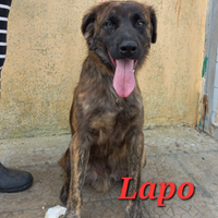 Cane in adozione Lapo cucciolo