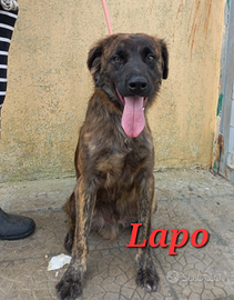 Cane in adozione Lapo cucciolo