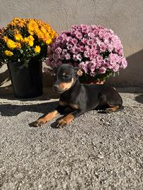 Cucciola di Pinscher