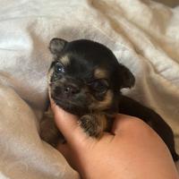 Chihuahua