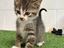 Immagine 4