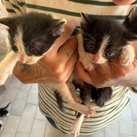 3 Gattini