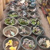 Esemplari sia pulli che grandi