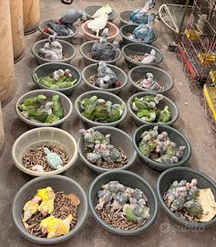 Esemplari sia pulli che grandi