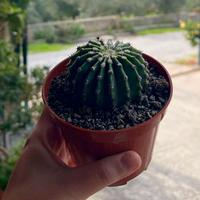 Cactus Echinopsis