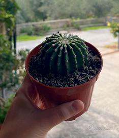 Cactus Echinopsis