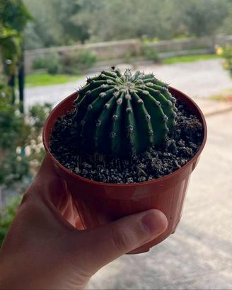 Cactus Echinopsis