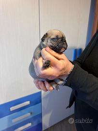 Bulldog francese