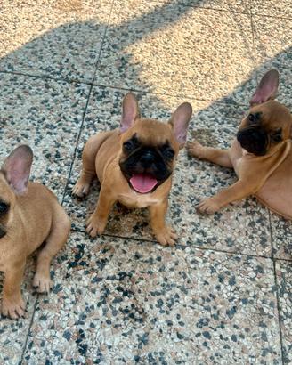 Cuccioli di bulldog francese Red