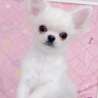 Chihuahua cuccioli con pedigree