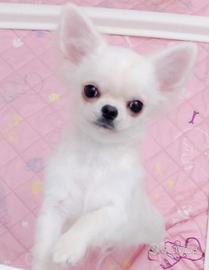 Chihuahua cuccioli con pedigree