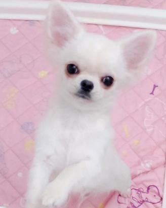 Chihuahua cuccioli con pedigree