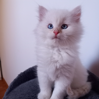 Gatto siberiano ipoallergenico