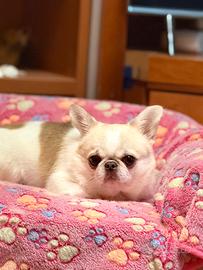 Chihuahua da compagnia maschio pelo corto