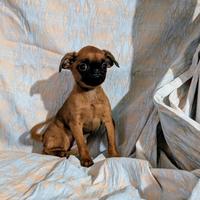 Cucciola piccola brabantina, pedigree enci