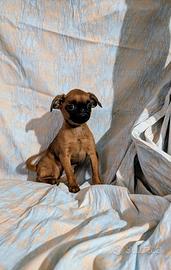 Cucciola piccola brabantina, pedigree enci