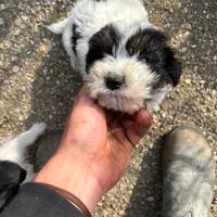 Prenotazione cuccioli da tartufo