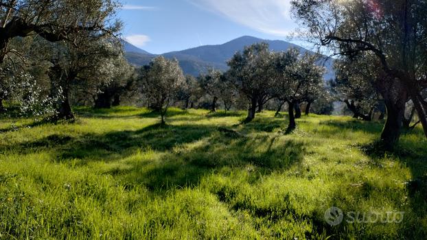 Terreno agricolo via Le Pastine, Cori