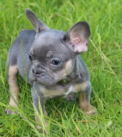 Bulldog francese lilac tan