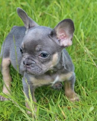 Bulldog francese lilac tan