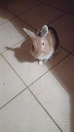 Coniglio nano