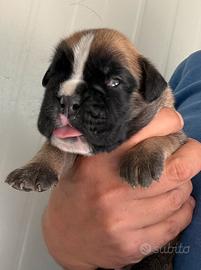 Cuccioli Di Boxer