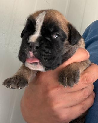 Cuccioli Di Boxer