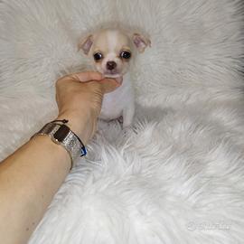 Chihuahua Toy bianco isabella merle