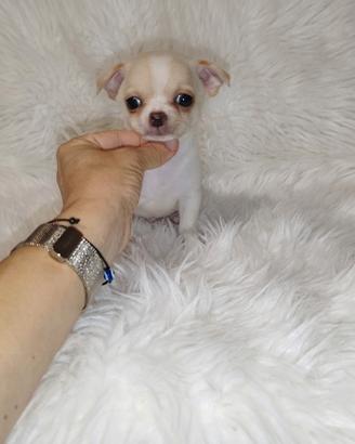 Chihuahua Toy bianco isabella merle