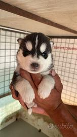 Cuccioli siberianhusky con pedegree