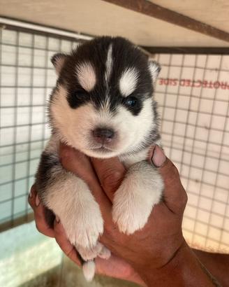 Cuccioli siberianhusky con pedegree