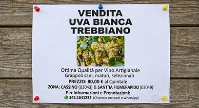 🍇 UVA BIANCA TREBBIANO 🍇