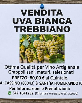 🍇 UVA BIANCA TREBBIANO 🍇