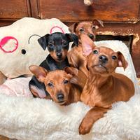 Cuccioli di Pinscher nano