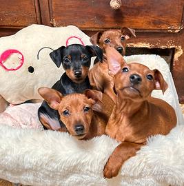 Cuccioli di Pinscher nano