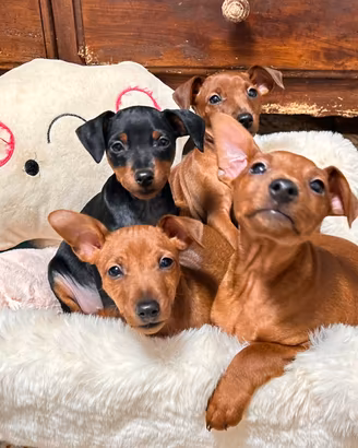 Cuccioli di Pinscher nano