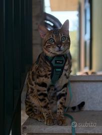 Gatto Bengala per Monta