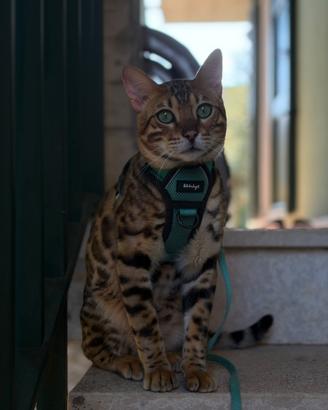 Gatto Bengala per Monta