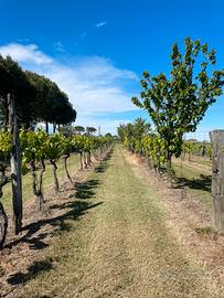 Terreno agricolo a Savignano sul Rubicone