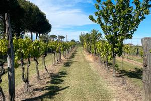 Terreno agricolo a Savignano sul Rubicone