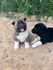 Cuccioli di Akita