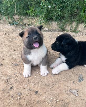 Cuccioli di Akita