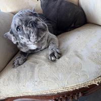Bulldog Francese