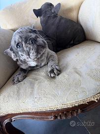 Bulldog Francese