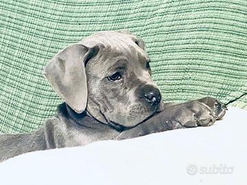 Cane corso grigio