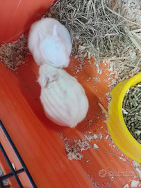 Coniglietti nani testa di leone