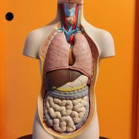 BUSTO ANATOMICO DIDATTICO