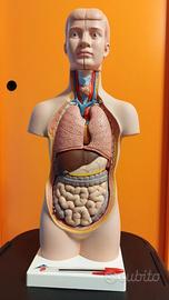 BUSTO ANATOMICO DIDATTICO