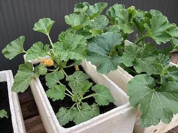 Piante e piantine di Zucca butternut